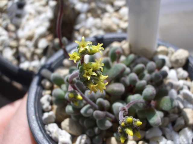 Crassula namaquensis ssp. comptonii flowerの写真