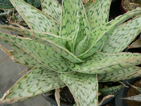 Aloe rauhii 'Super Snow Flake' ̎ʐ^