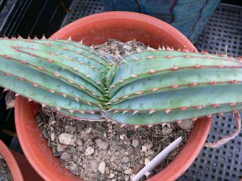 Aloe suprafoliata ̎ʐ^