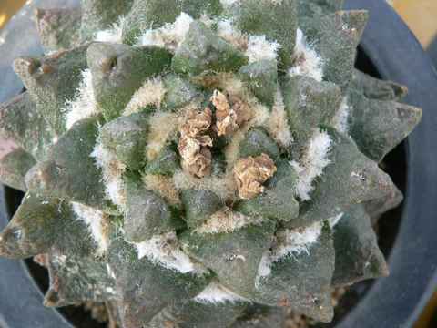 Ariocarpus scapharostrum ̎ʐ^