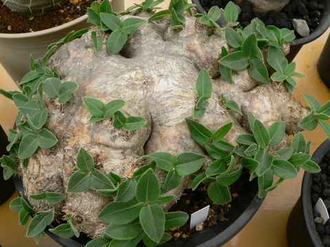 Pachypodium brevicaule 