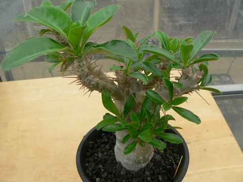 Pachypodium lealii ssp. saundersii ̎ʐ^