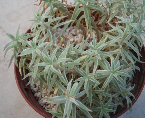 Sedum lineare f.variegatum ̎ʐ^