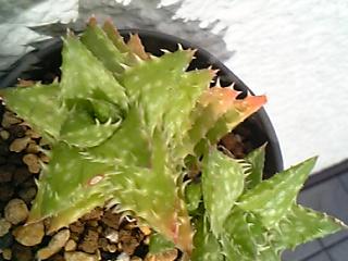 Aloe squarrosa ̎ʐ^