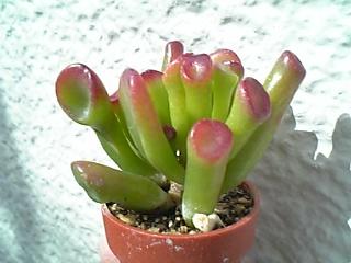 Crassula portulacea cv. Golum の写真