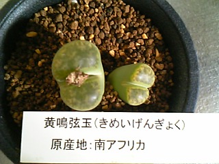 Lithops bromfieldii var. insularis cv. Sulphurea �̎ʐ^