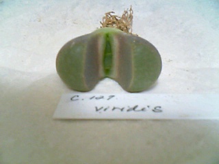 Lithops viridis C127̎ʐ^