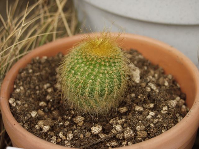 Eriocactus leninghausii ̎ʐ^