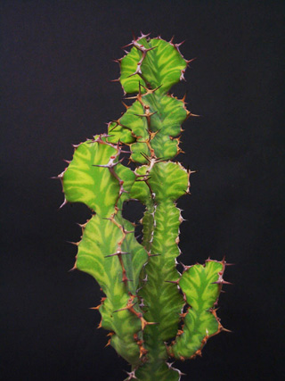 Euphorbia pseudocactus ̎ʐ^