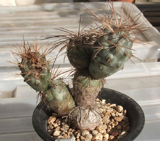 Tephrocactus alexanderi ̎ʐ^
