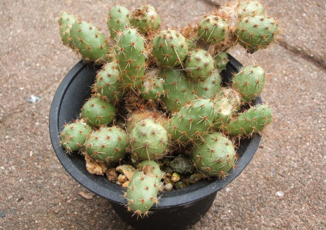 Tephrocactus sphaericum ̎ʐ^