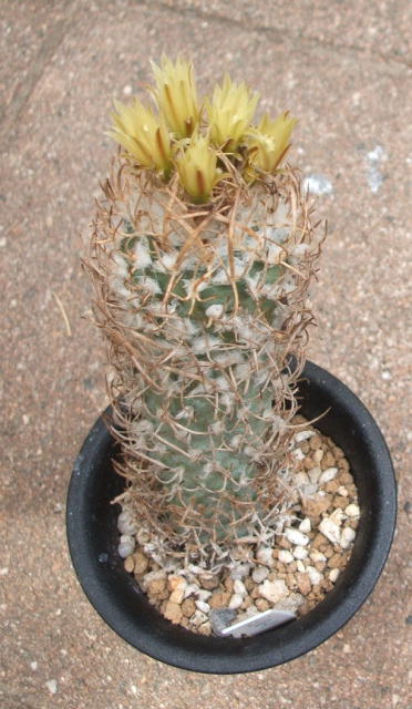 Turbinicarpus schmiedickeanus var. flaviflorus ̎ʐ^