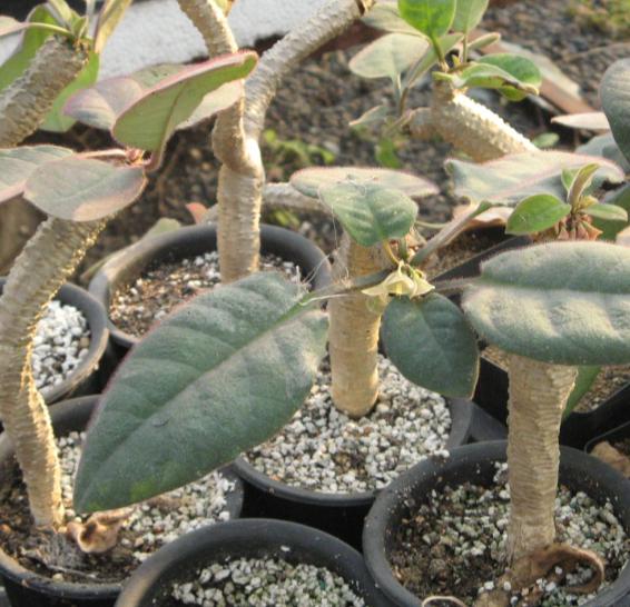 Euphorbia ankarensis ̎ʐ^