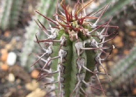 Euphorbia baioensis ̎ʐ^