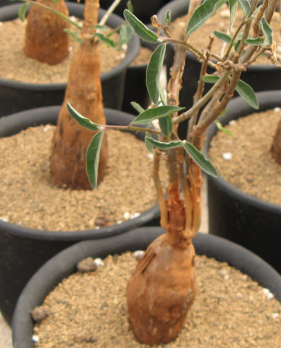 Euphorbia cuneata ̎ʐ^