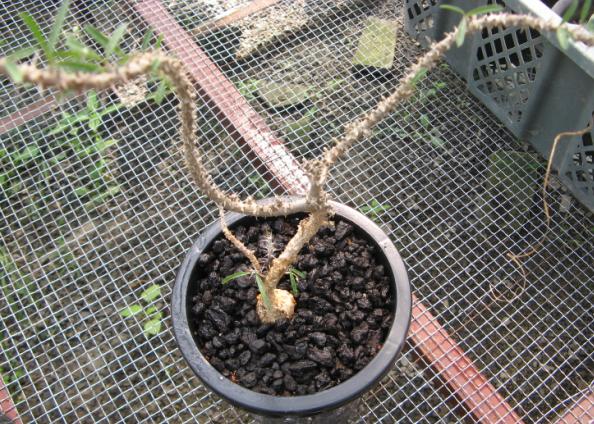 Euphorbia kondoi ̎ʐ^