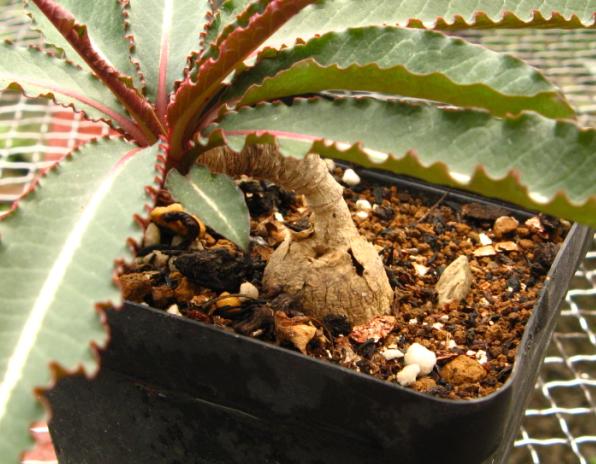 Euphorbia labatii ̎ʐ^