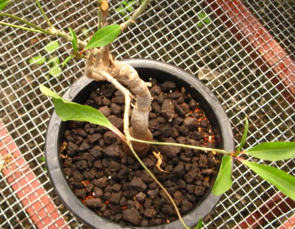 Euphorbia mahabobokensis ̎ʐ^