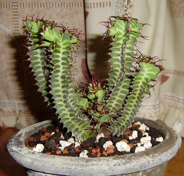 Euphorbia mozanbiekensis ̎ʐ^