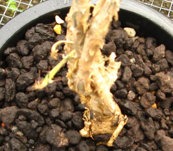 Euphorbia pedilanthoides ̎ʐ^