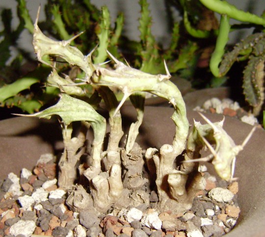 Euphorbia similiramea ̎ʐ^