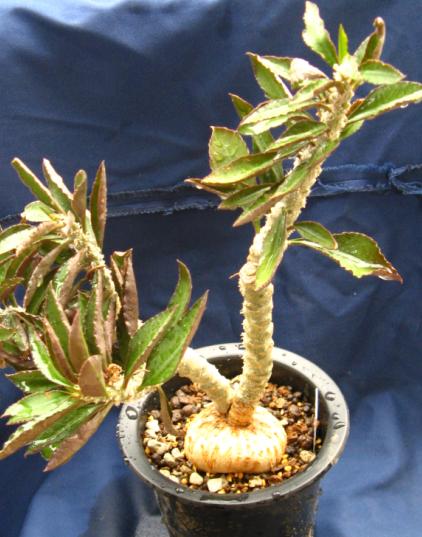 Euphorbia suzannae-marnierae ̎ʐ^