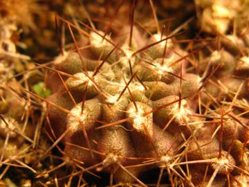 Pyrrhocactus floccosus ̎ʐ^