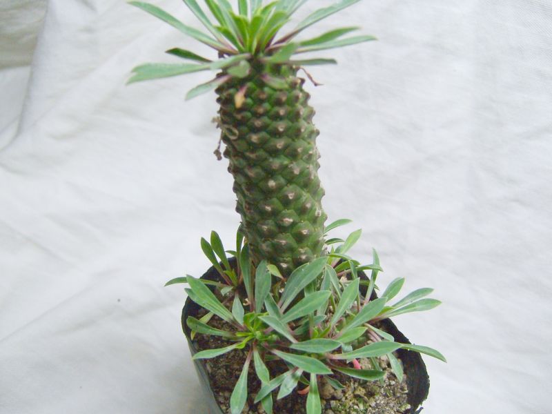 Euphorbia  'KAIMAGYOKU' ̎ʐ^