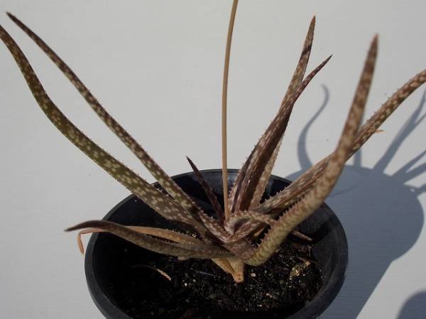 Aloe albiflora ̎ʐ^