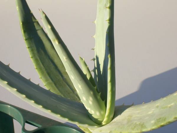 Aloe armatissima ̎ʐ^