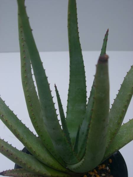 Aloe cryptopoda ̎ʐ^