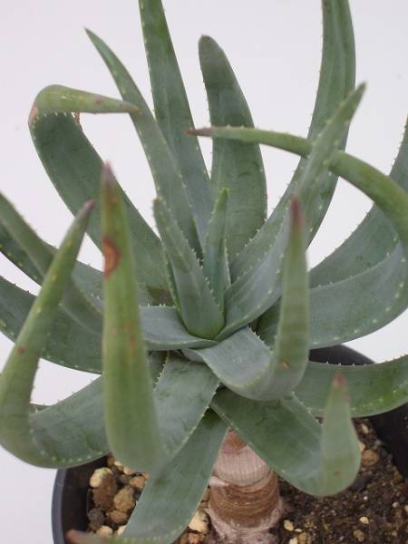 Aloe krapohliana var. dumoulinii ̎ʐ^