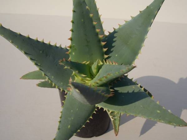 Aloe mitriformis ̎ʐ^