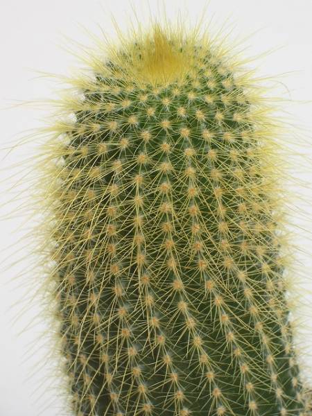 Eriocactus leninghausii ̎ʐ^