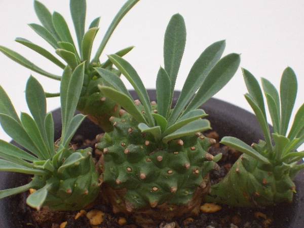 Euphorbia  'Gabizan' ̎ʐ^