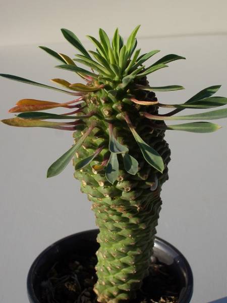 Euphorbia  'KAIMAGYOKU' ̎ʐ^