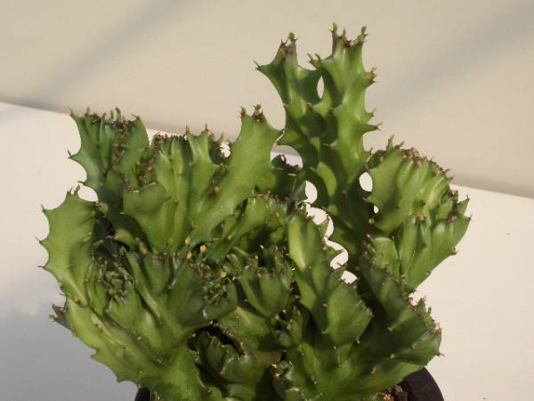 Euphorbia lactea ̎ʐ^