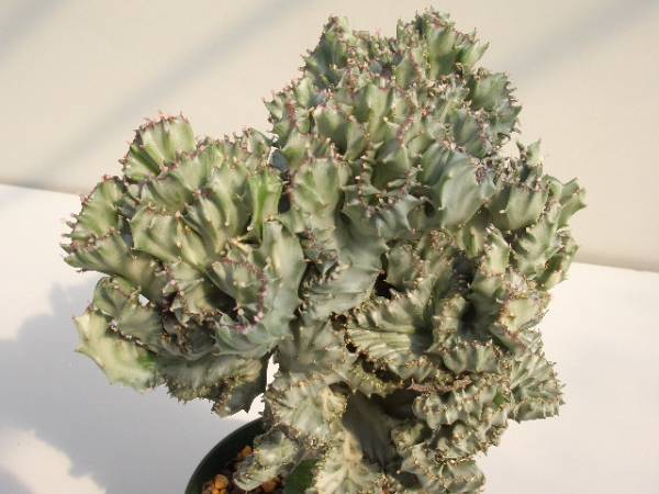 Euphorbia lactea monst̎ʐ^