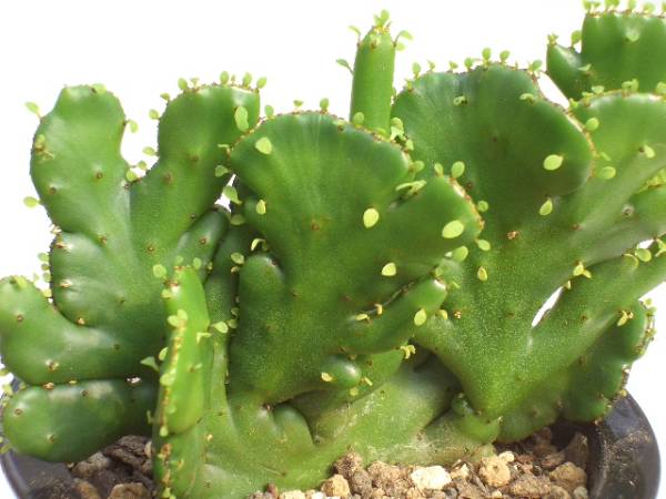 Euphorbia leucodendron crist̎ʐ^