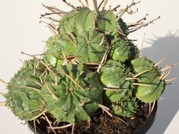 Euphorbia meloformis ̎ʐ^
