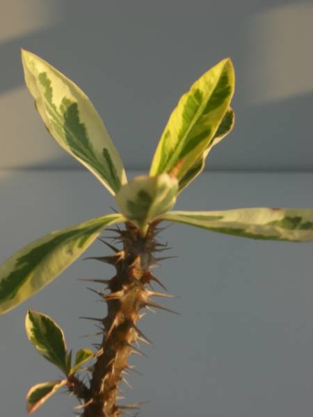 Euphorbia milii variegata̎ʐ^