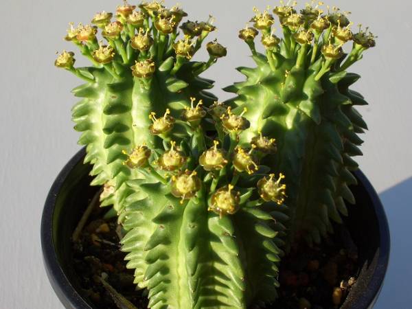 Euphorbia suzannae ̎ʐ^