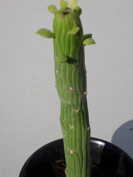 Monadenium ellenbeckii ̎ʐ^