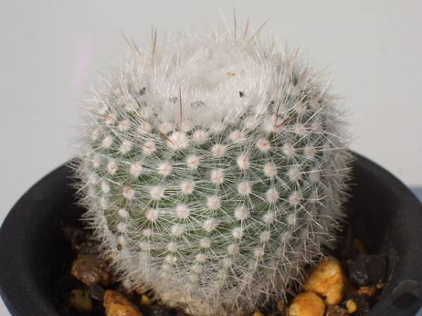 Notocactus scopa var. ruberrimus ̎ʐ^
