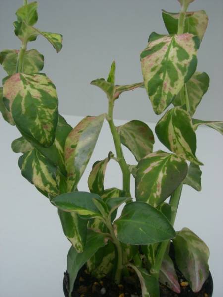 Pedilanthus carinatus variegata̎ʐ^
