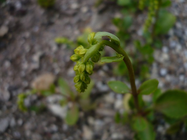 Chiastophyllum oppositifolium ̎ʐ^