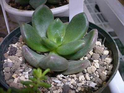 Echeveria linguifolia ̎ʐ^