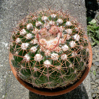 Notocactus concinnus ̎ʐ^