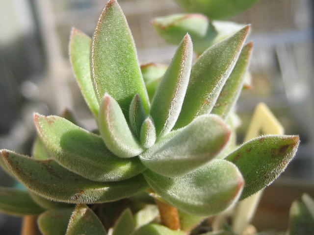 クラッスラ カラサナ(Crassula karasana) 多肉植物データベース