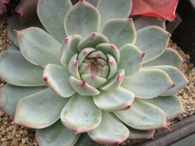 Echeveria colorata 